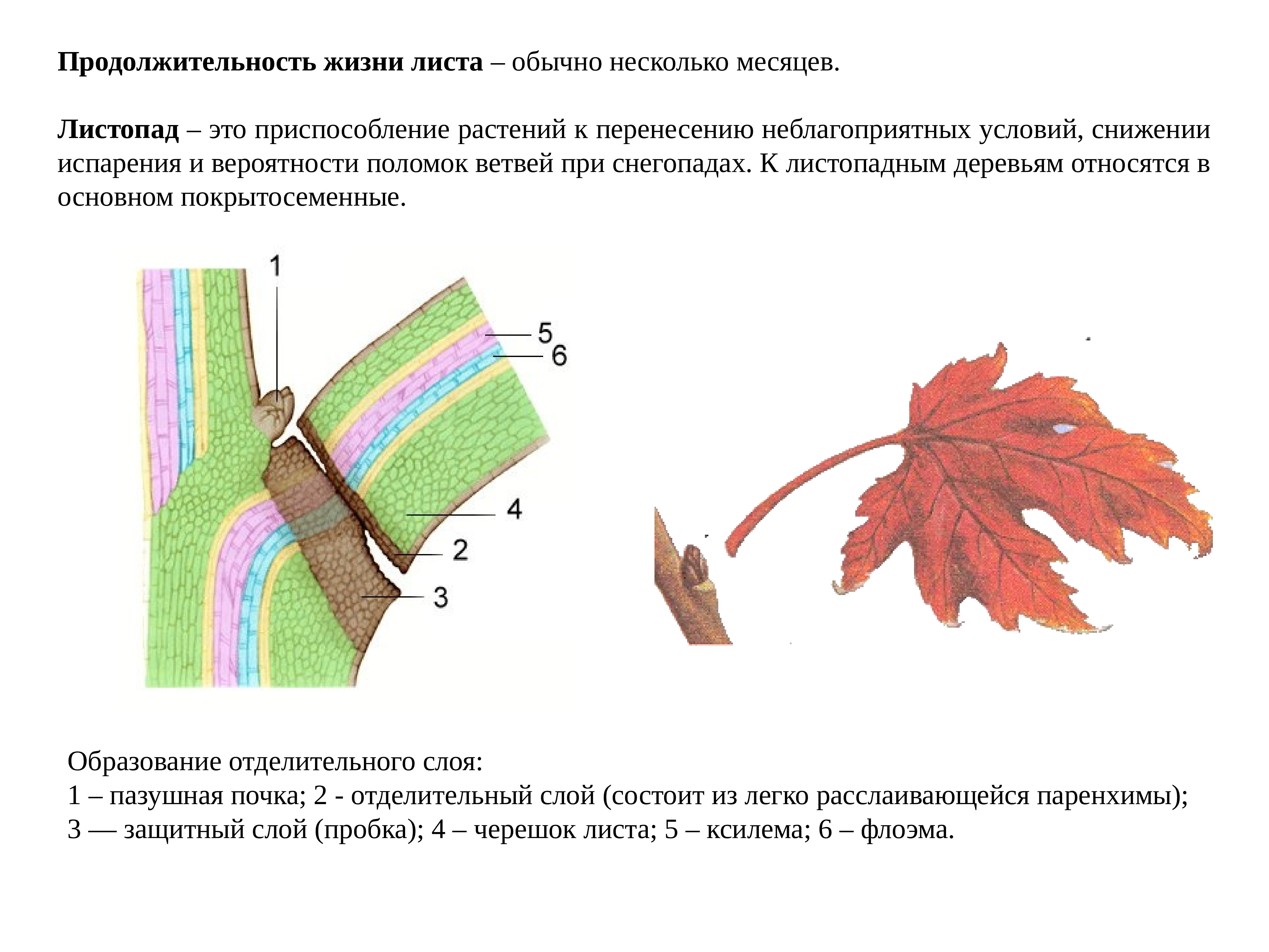 Продолжительность жизни листьев