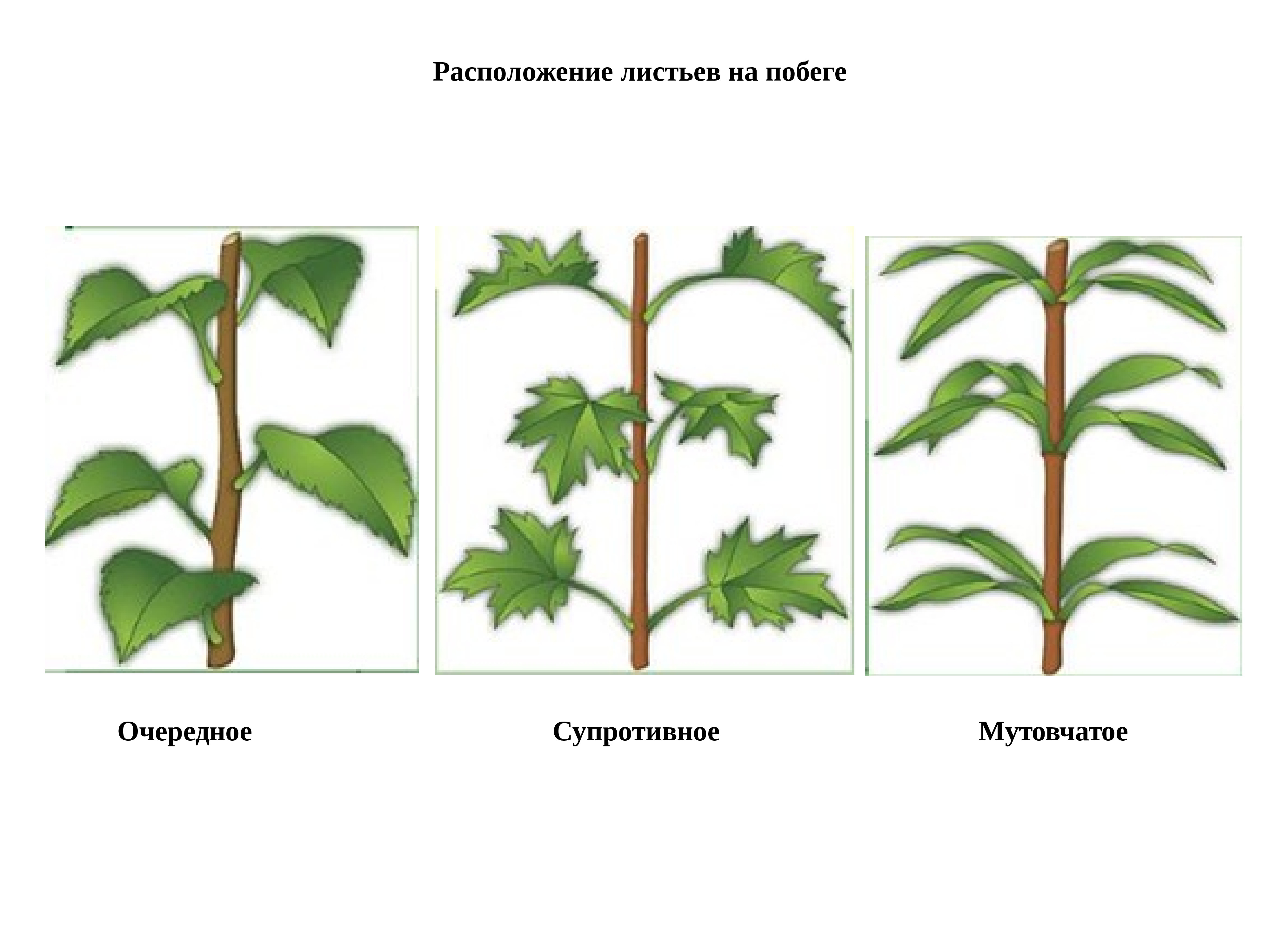 Отличительной особенностью растений является развитие на побегах. Мутовчатое супротивные расположения листа. Расположение листьев очередное супротивное мутовчатое. Очередное супротивное мутовчатое листорасположение. Типы листорасположения на побегах.
