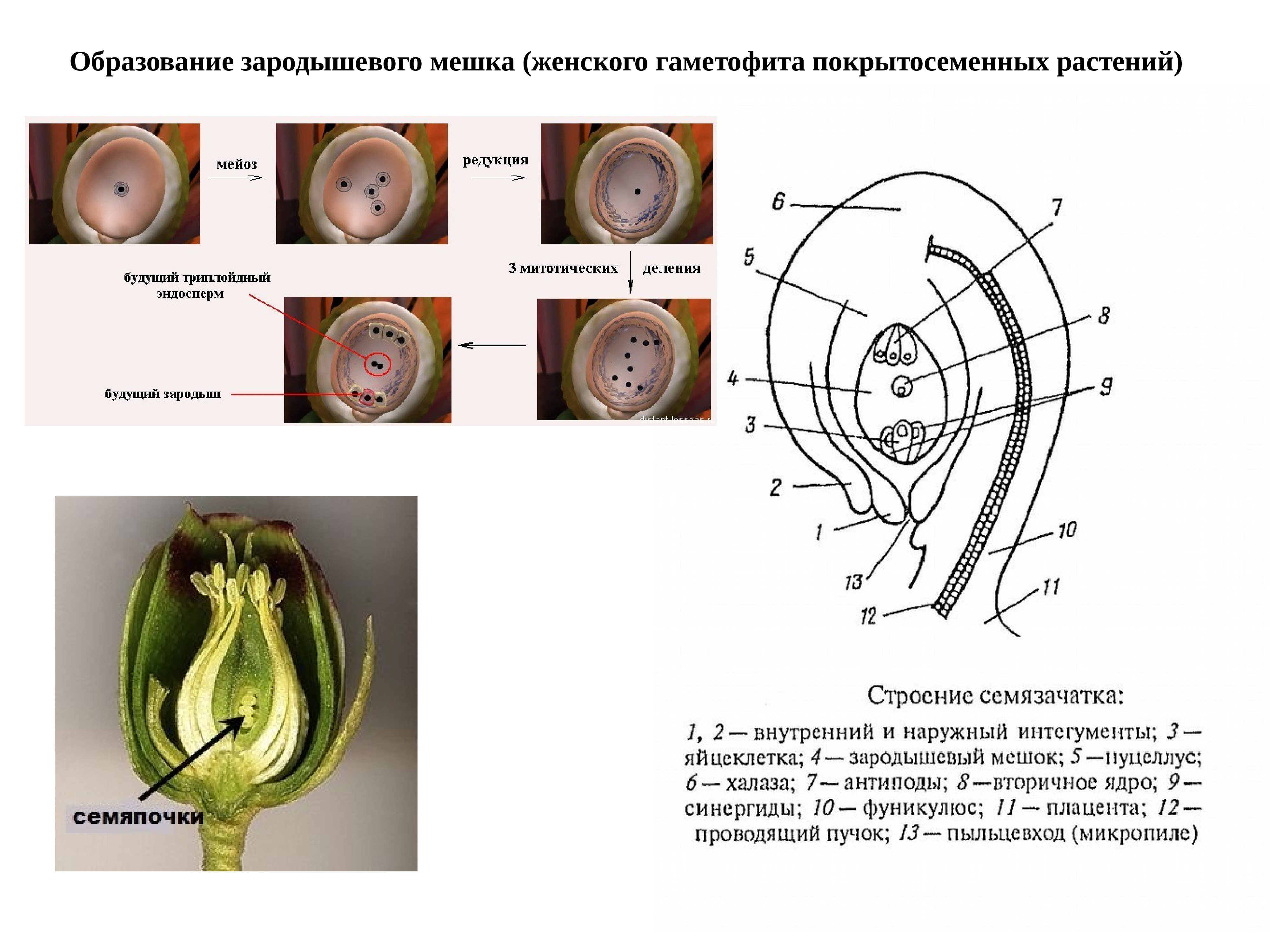 Что развивается внутри семязачатка зародышевый мешок. Схема образования зародышевого мешка. Схема развития зародышевого мешка. Строение зародышевого мешка цветковых. Зародышевый мешок у цветковых растений это.