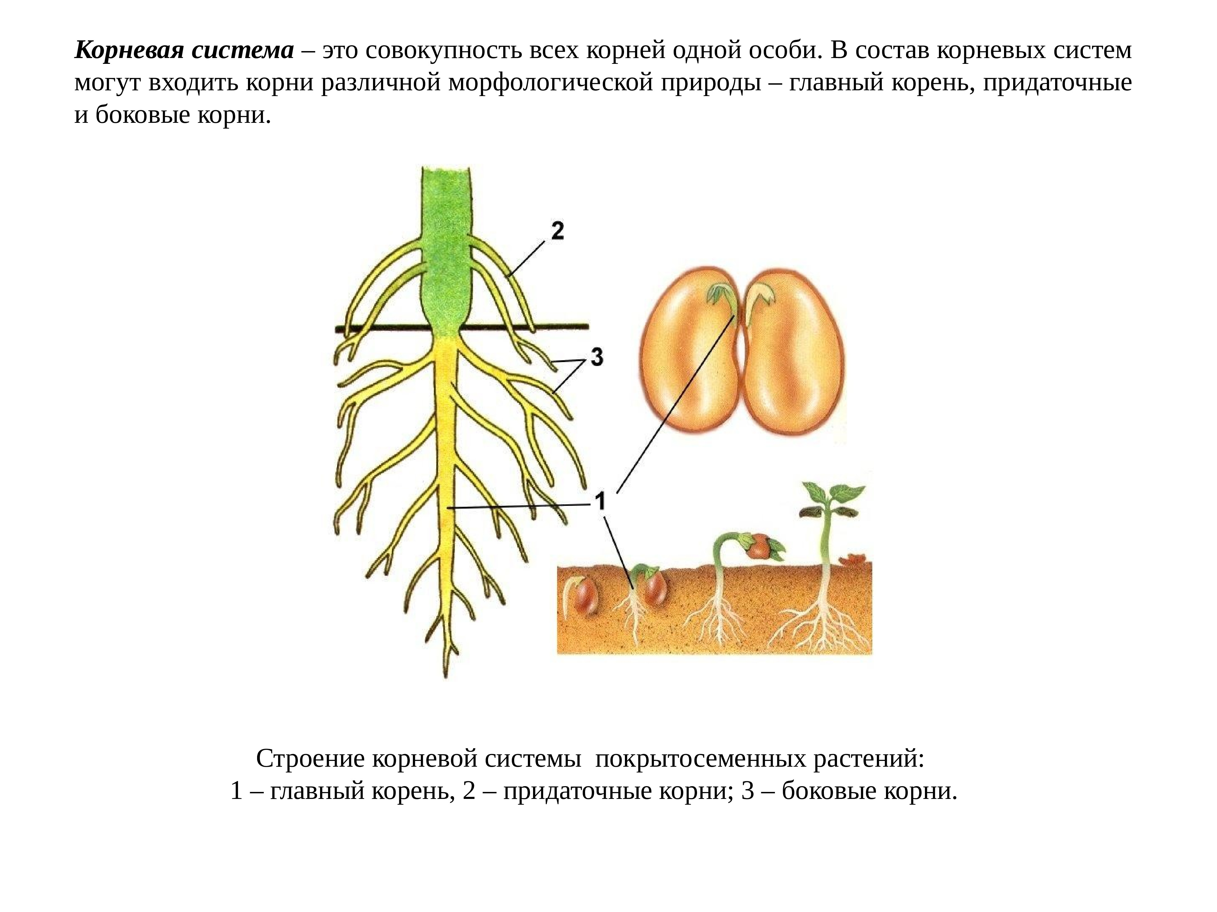 Что развивается из зародышевого корешка