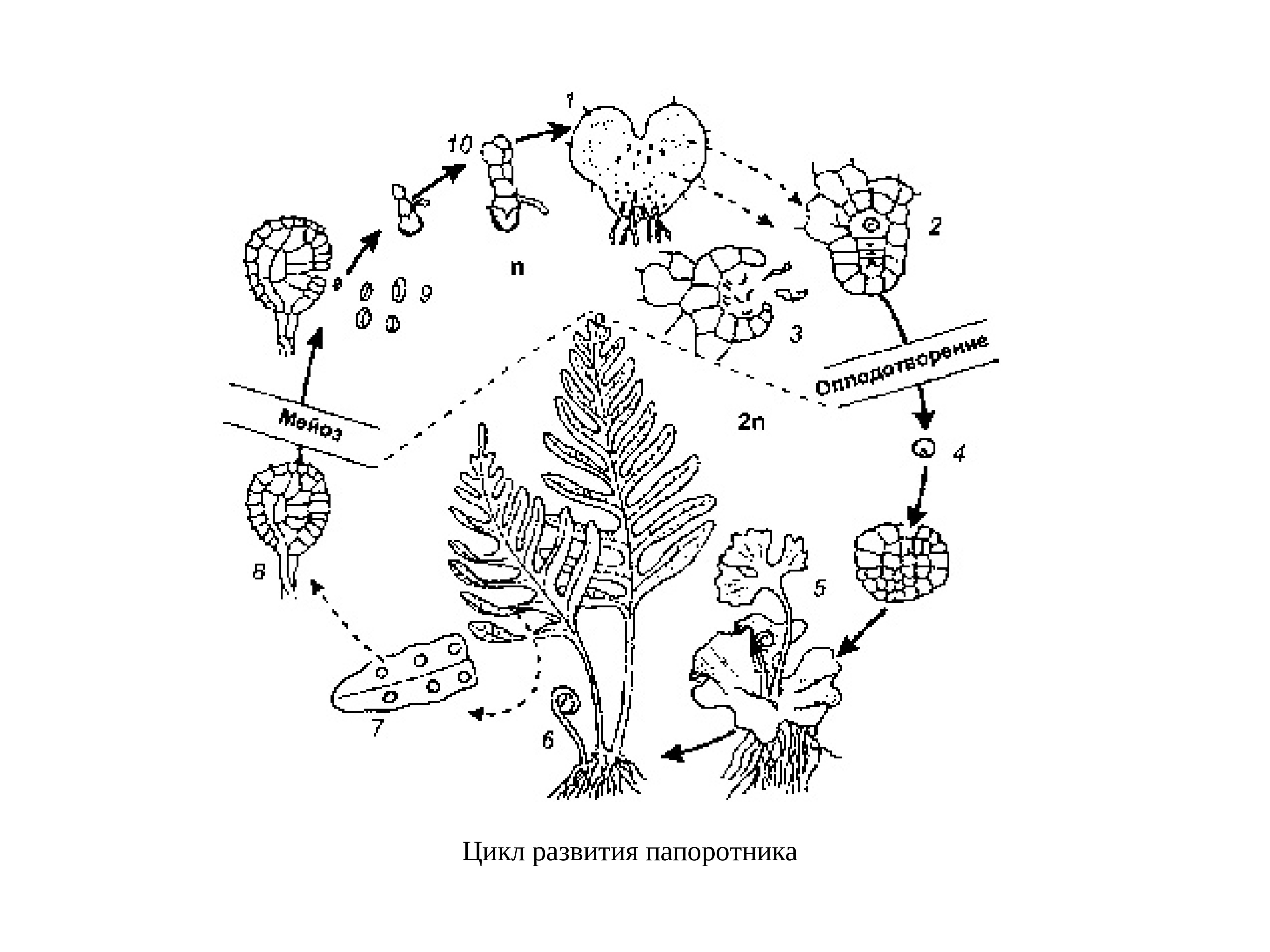 Схема развития папоротника биология 6 класс рисунок