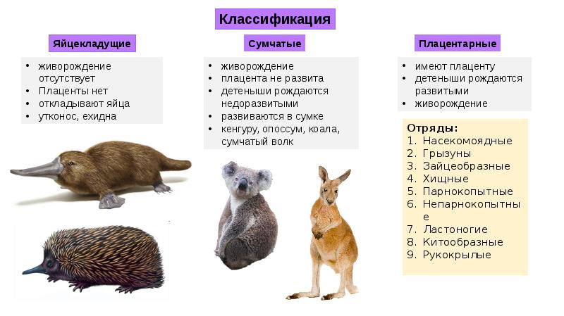 Плацентарные млекопитающие презентация