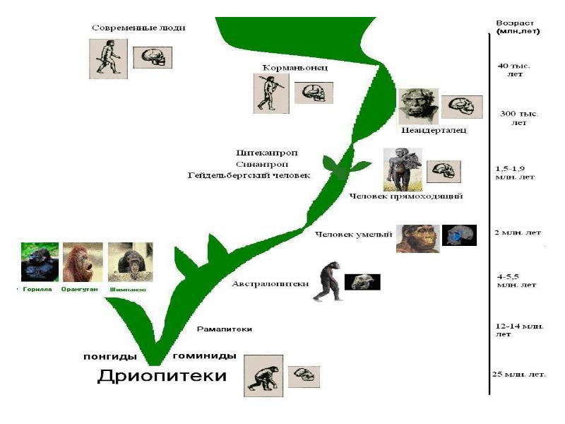 Схема эволюции человека