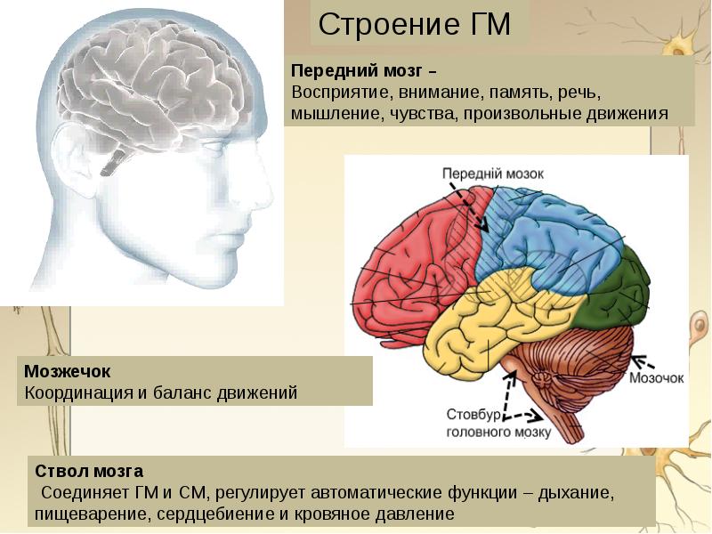 Головной мозг анатомия презентация