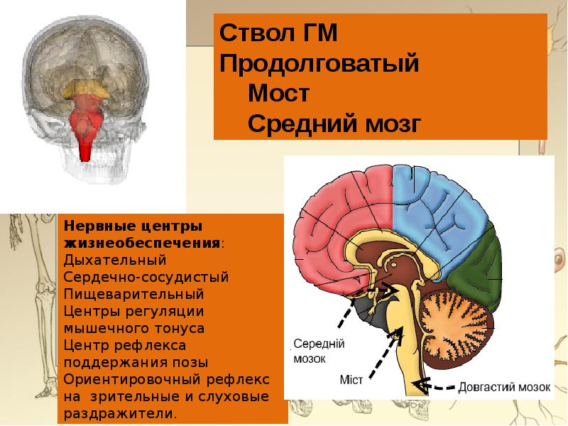 Ствол головного мозга презентация