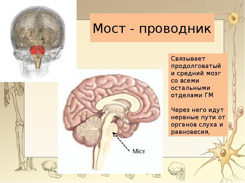 Головной мозг анатомия презентация