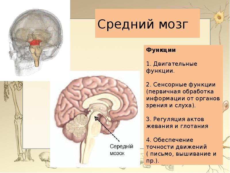 Презентация строение и функции головного мозга 8 класс презентация