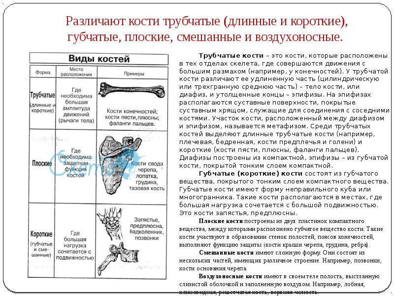 Обратите внимание на общий план строения соответствие разных элементов конечностей