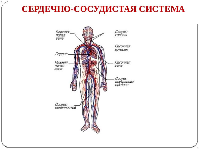 Анатомия и физиология человека презентация