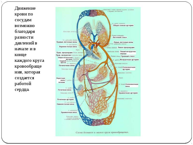 Движение крови по сосудам 8 класс презентация