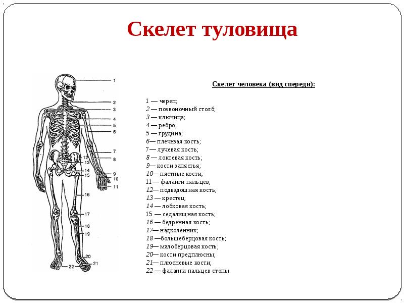 Проект анатомия человека 10 класс