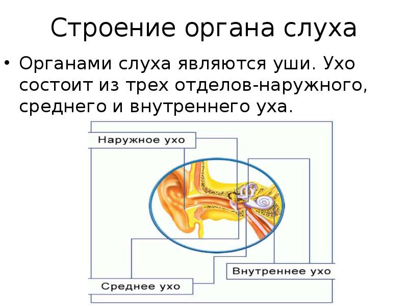 Строение органа слуха. Строение и функции органа слуха. Презентация орган слуха. Органы слуха и равновесия их анализаторы 8 класс.