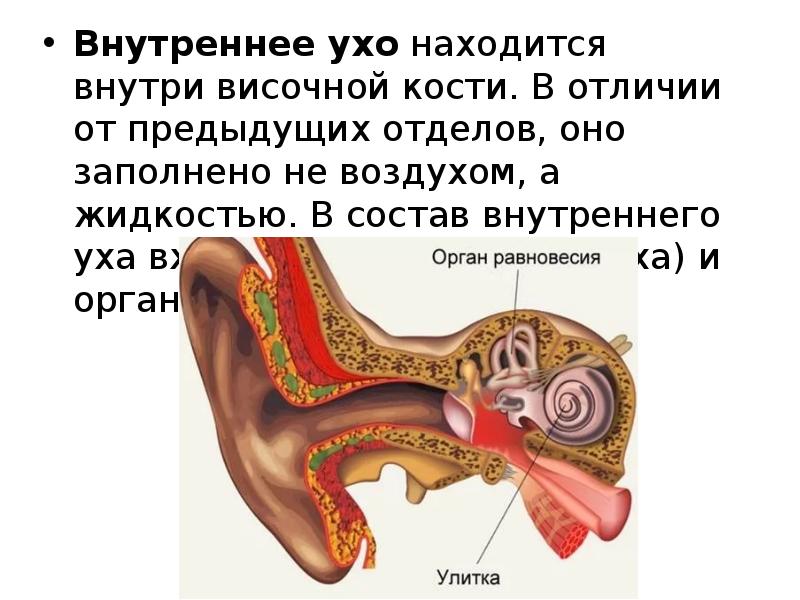 Улитка орган равновесия. Строение внутреннего уха орган слуха. Строение внутреннего уха орган равновесия. Орган слуха внутреннее ухо анатомия. Внутреннее ухо орган слуха строение.