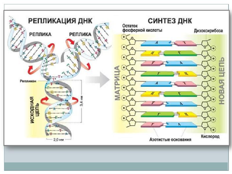 Мономеры какого биополимера представлены на рисунке