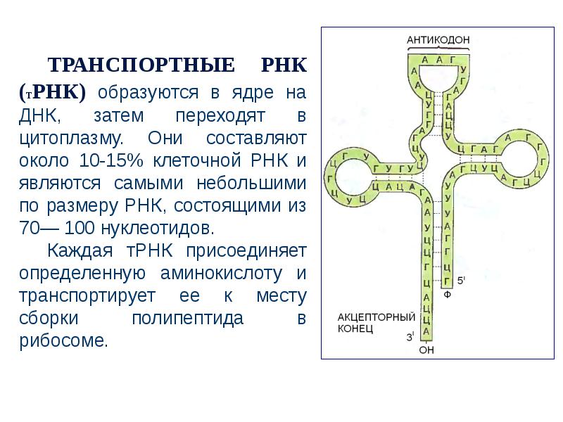 Биополимеры мономерами которых являются аминокислоты называют. Задачи на Биосинтез белка с ТРНК. Транспортная РНК это в биологии. Т РНК строение антикодон. Транскрипция Биосинтез белка.