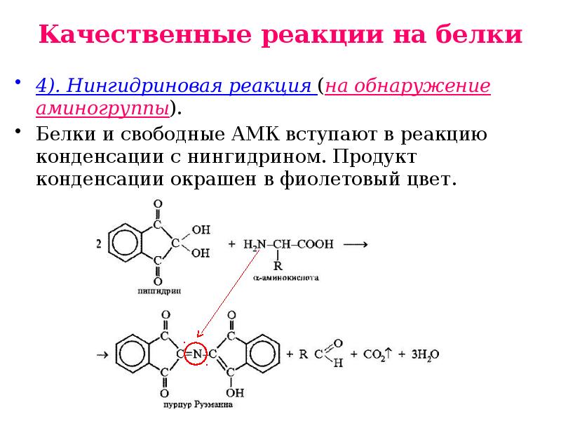 Качественная реакция ag. Нингидриновая реакция на аминокислоты. Реакция с нингидрином на аминокислоты. Качественные реакции на белки химия 9 класс. Качественные реакции на белки уравнения реакций.