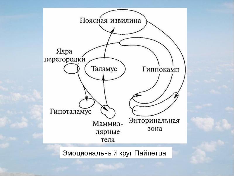 Физиология эмоций презентация по физиологии