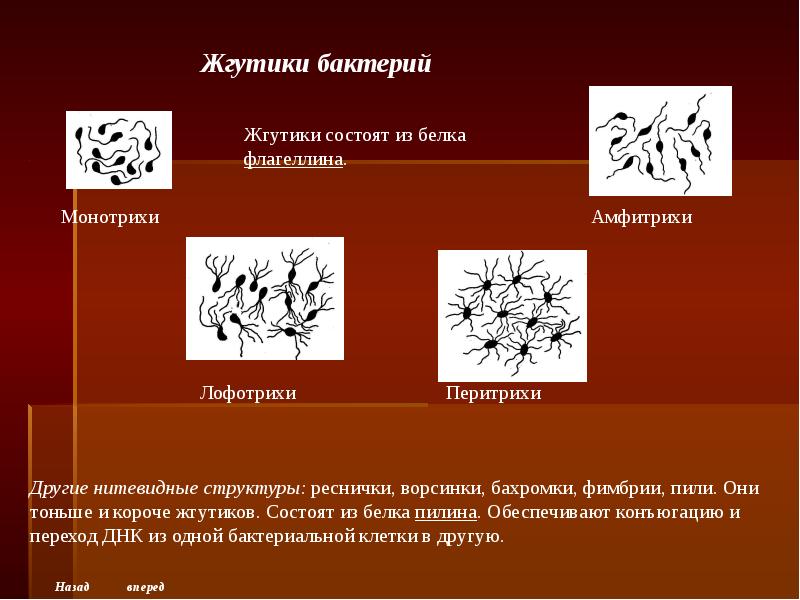 Классификация микроорганизмов морфология микроорганизмов презентация