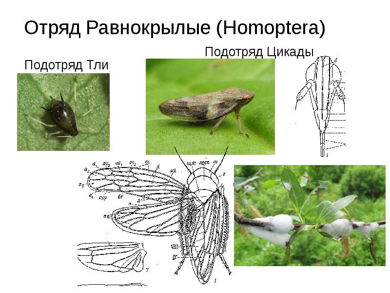 Какой тип развития характерен для цикады обыкновенной изображенной на рисунке