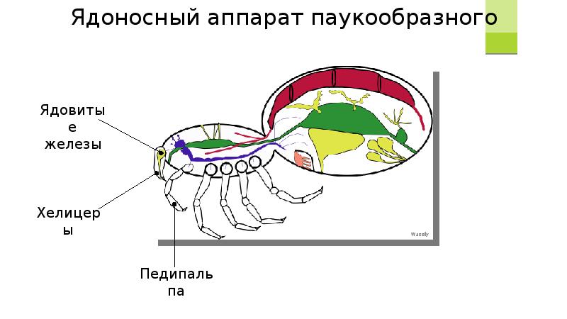 Паукообразные гермафродиты