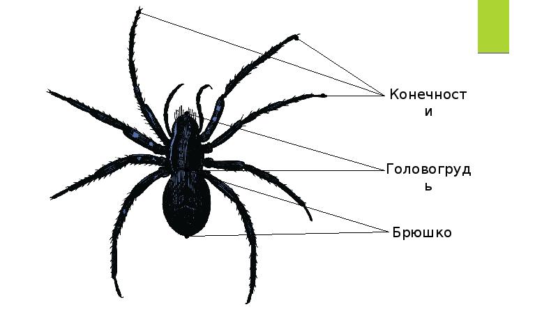 Паукообразные презентация для дошкольников