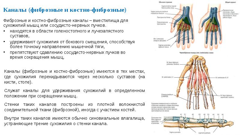 Топографическая анатомия кисти презентация