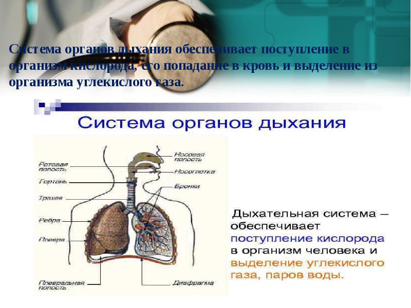 Заболевания органов дыхания презентация