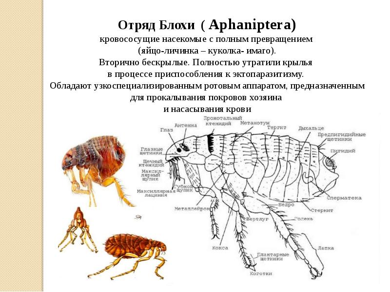 Тип членистоногие презентация