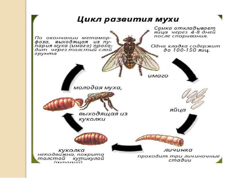 Проект адаптация насекомых