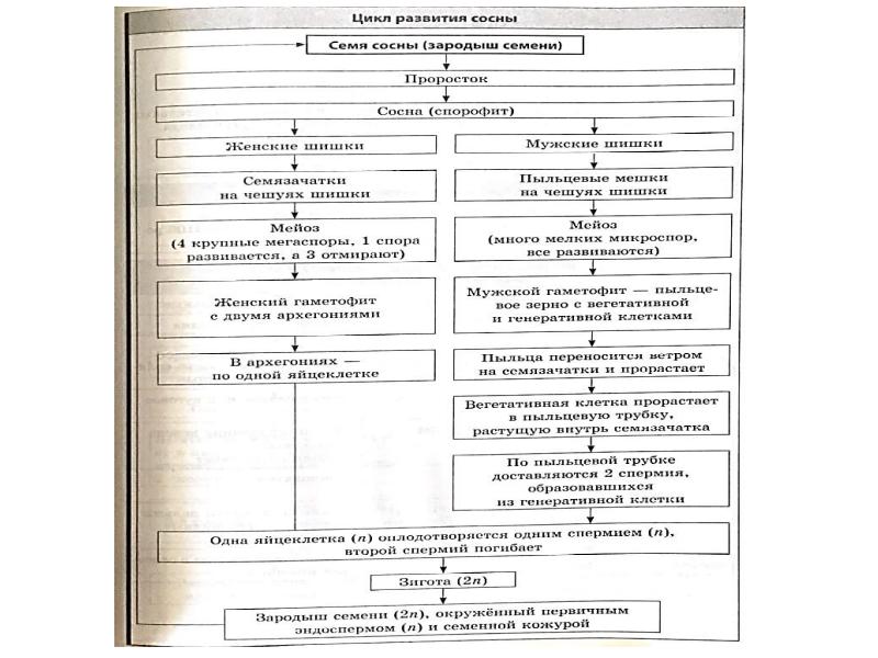 Цикл развития сосны 7 класс