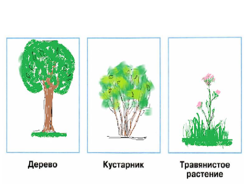 На рисунке изображены связи растения с окружающей средой