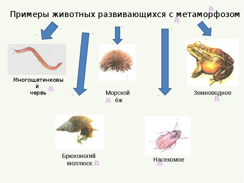 Развитие животных с превращением и без превращения 7 класс презентация