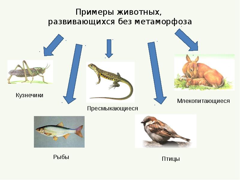 Презентация 7 класс развитие животных с превращением и без превращения 7 класс