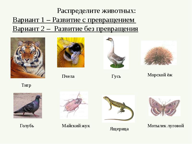 Презентация 7 класс развитие животных с превращением и без превращения 7 класс