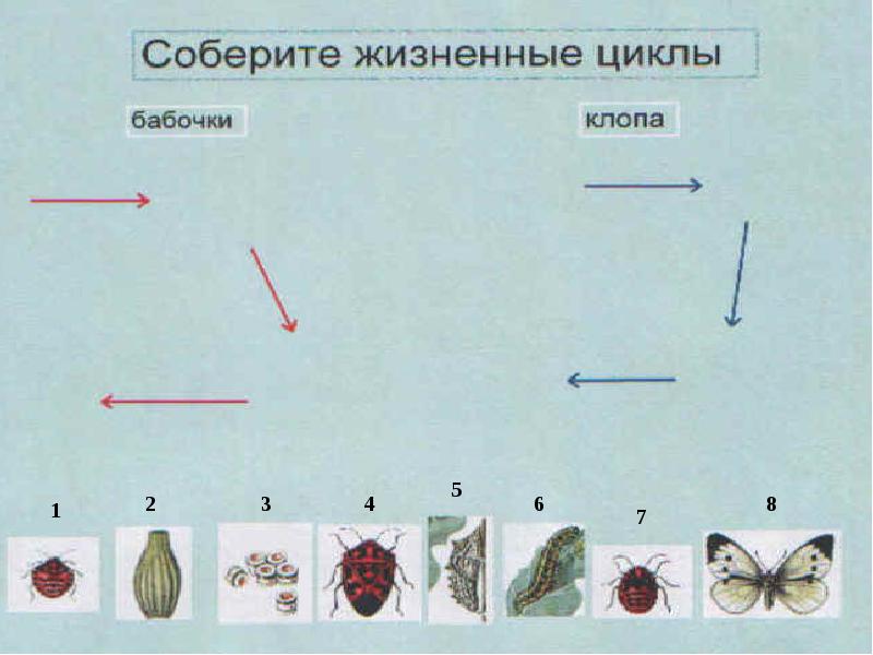 Презентация 7 класс развитие животных с превращением и без превращения 7 класс