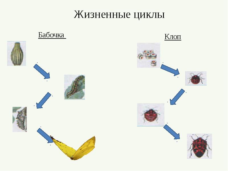 Обобщающий урок по биологии 7 класс презентация