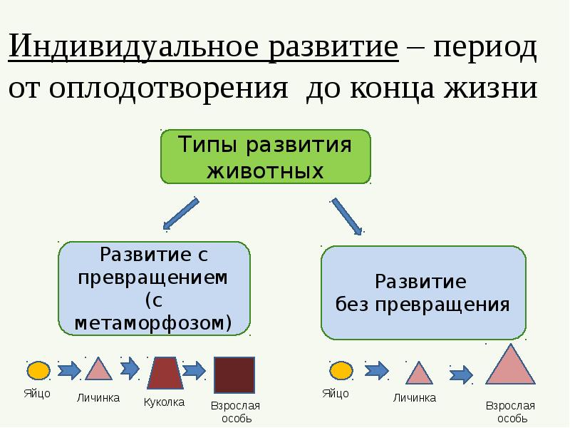 Презентация периодизация и продолжительность жизни животных 7 класс презентация