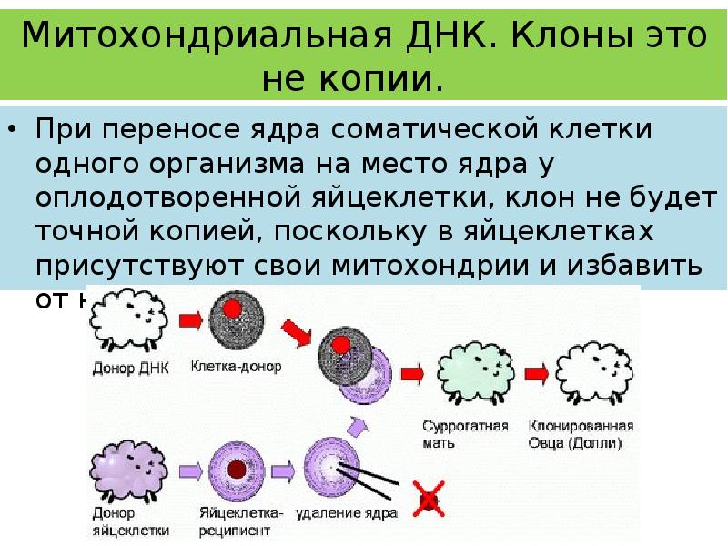 Митохондриальная теория старения презентация