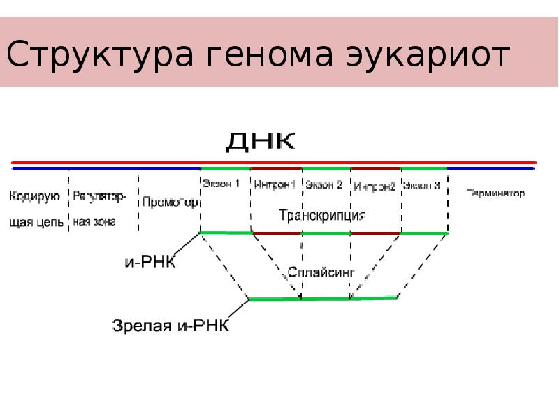 Строение гена презентация 10 класс