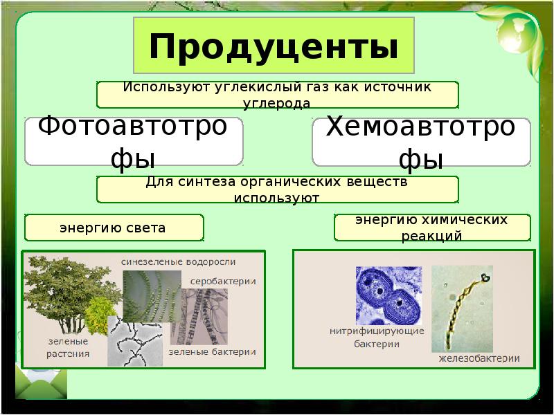 Укажите номер обозначающий на схеме вещество являющееся источником углерода для синтезируемых