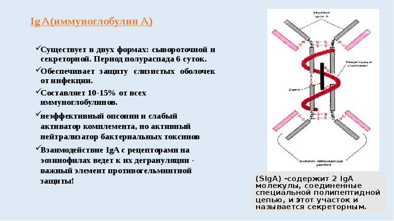 Схема строения секреторного иммуноглобулина а