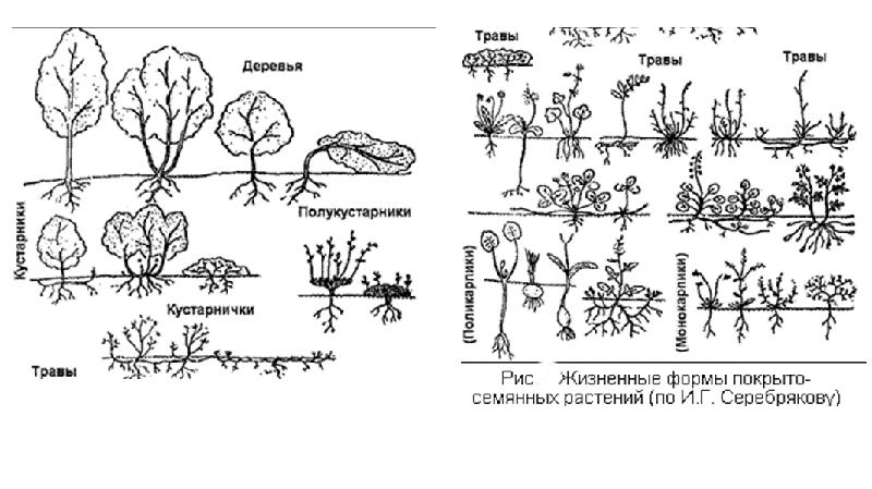 Жизненные формы покрытосеменных примеры