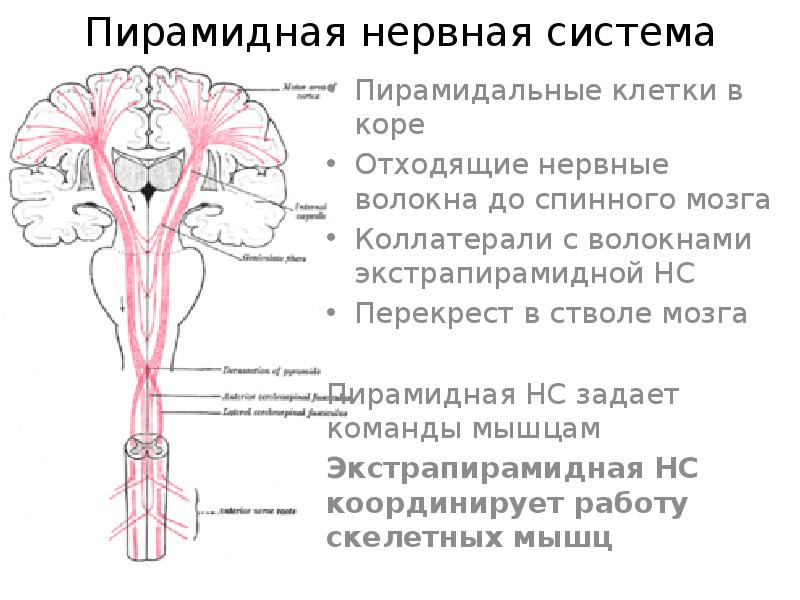 Пирамидные нейроны коры