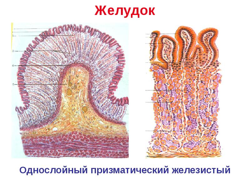 Эмбриогенез ротовой полости презентация