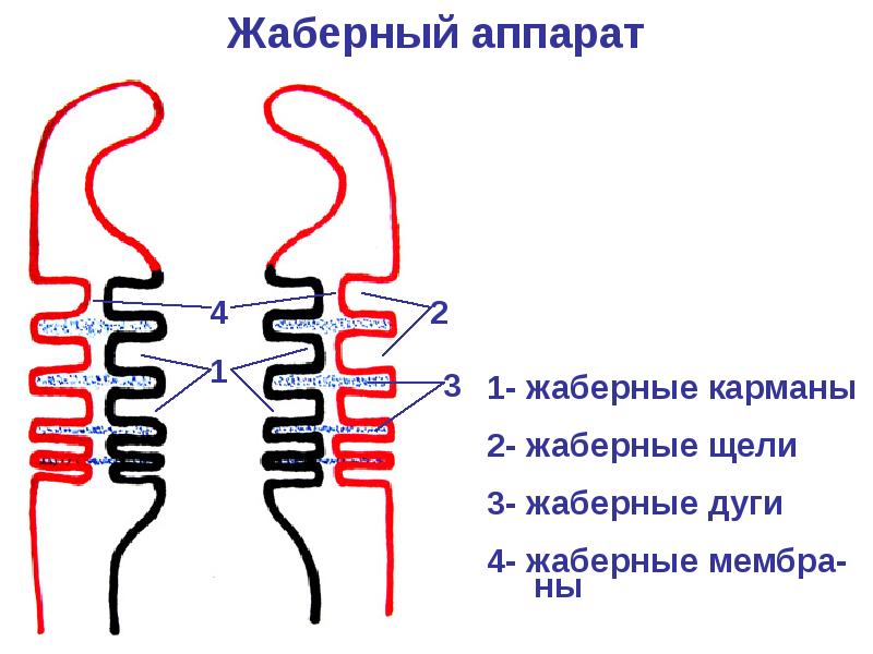 Эмбриогенез ротовой полости презентация