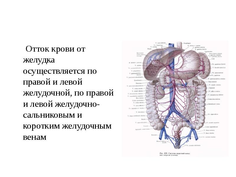 Топографическая анатомия желудка презентация