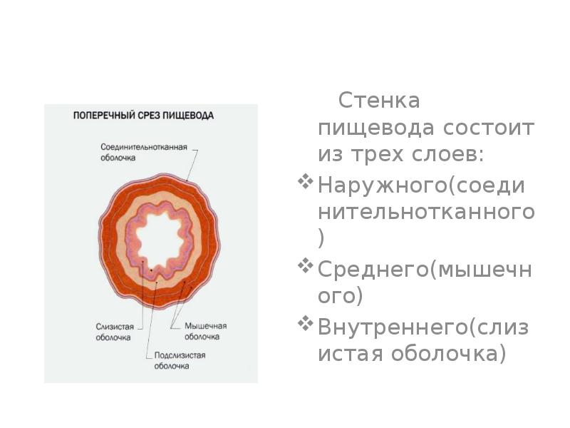 Методикой уточняющей распространение опухолевой инфильтрации стенки пищевода является