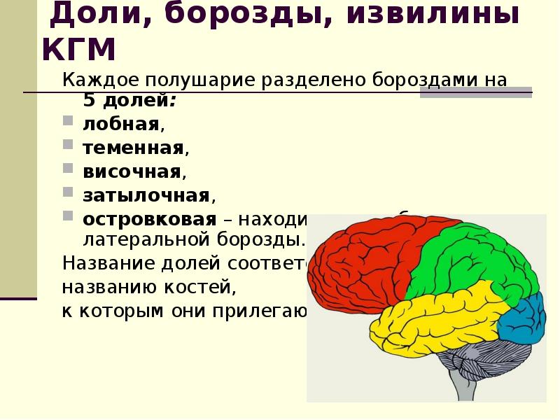 На указанном ниже рисунке подпишите образования относящиеся к белому веществу больших полушарий