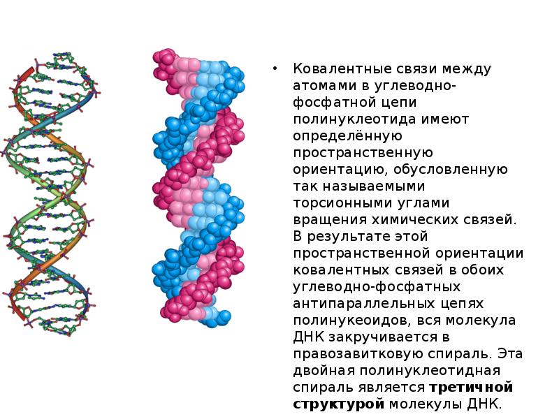 Каждый белок имеет строго определенную пространственную структуру