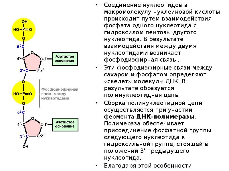 Фосфодиэфирная связь между нуклеотидами